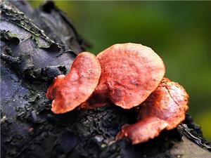 【源宇生物科技】為什么破壁靈芝孢子粉小孩不能吃？